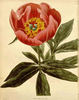 <i>P. officinalis</i> Retz. peony photo