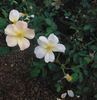 Engelmann's Quest rose photo
