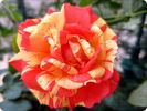 Matsuri rose photo