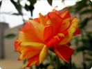 Matsuri rose photo