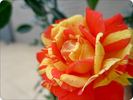 Matsuri rose photo