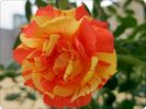Matsuri rose photo