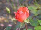 The Sun rose photo