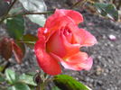 The Sun rose photo
