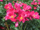 Prairie Celebration rose photo