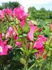 Prairie Celebration rose photo