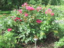 Prairie Celebration rose photo