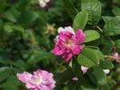 Lili Dieck rose photo