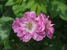 Lili Dieck rose photo