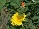 Sunburn rose photo
