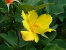 Sunburn rose photo