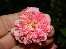 Softee, Softee rose photo