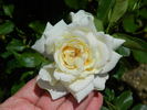 Swantje rose photo
