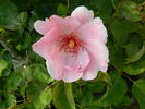 Frances Fisher rose photo