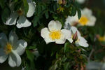Frühlingsanfang rose photo