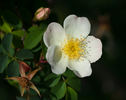 Frühlingsanfang rose photo