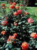 Spice Twice ™ rose photo