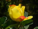 Sunburn rose photo
