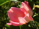 Sunburn rose photo