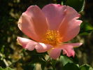 Sunburn rose photo