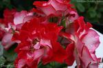 Pirouette rose photo