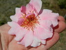 Frances Fisher rose photo