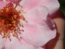 Frances Fisher rose photo