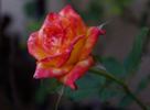 Hawaiian Delight rose photo
