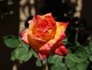 Hawaiian Delight rose photo