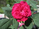 Géant des Batailles rose photo