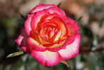 Rosy Dawn rose photo