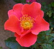 Halo Today rose photo