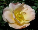 Fifi rose photo