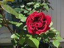 Crimson King rose photo