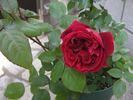 Crimson King rose photo