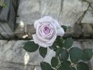 Kiyosumi rose photo