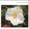 Morning Star rose photo