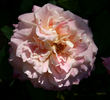 Strawberry Romance rose photo
