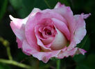 Strawberry Romance rose photo