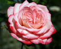 Cabaret ® rose photo