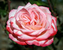 Cabaret ® rose photo