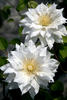 Arctic Queen clematis photo