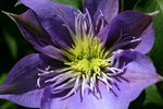 Crystal Fountain clematis photo
