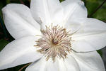 C. 'Henryi' clematis photo