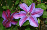 Mrs. N. Thompson clematis photo