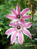 Lincoln Star clematis photo