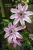 Lincoln Star clematis photo
