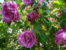 Rokoko rose photo