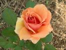 Louise Hay rose photo
