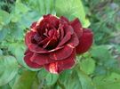 Rusty rose photo